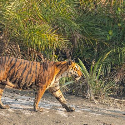 Antara Cruise (3) Antara Cruise