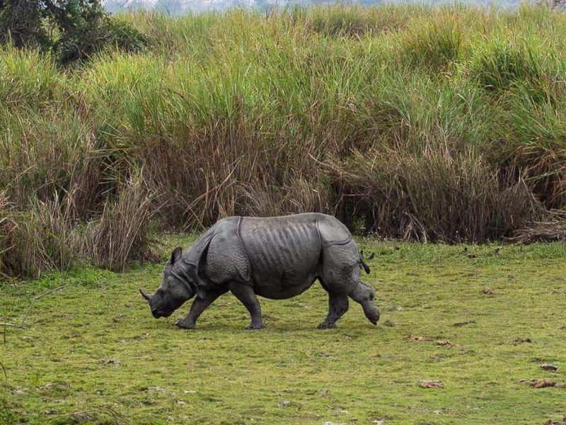 Kaziranga​​ Tour Package north east tour packages