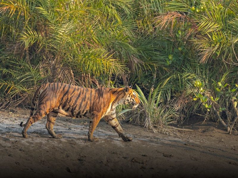 Places to Visit in sundarbans World Heritage Sites In Bengal